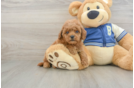 Little Cavipoo Poodle Mix Puppy