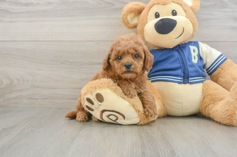 5 week old Cavapoo Puppy For Sale - Florida Fur Babies