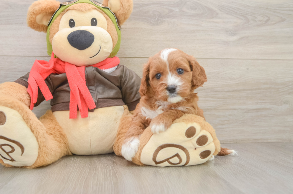 5 week old Cavapoo Puppy For Sale - Florida Fur Babies