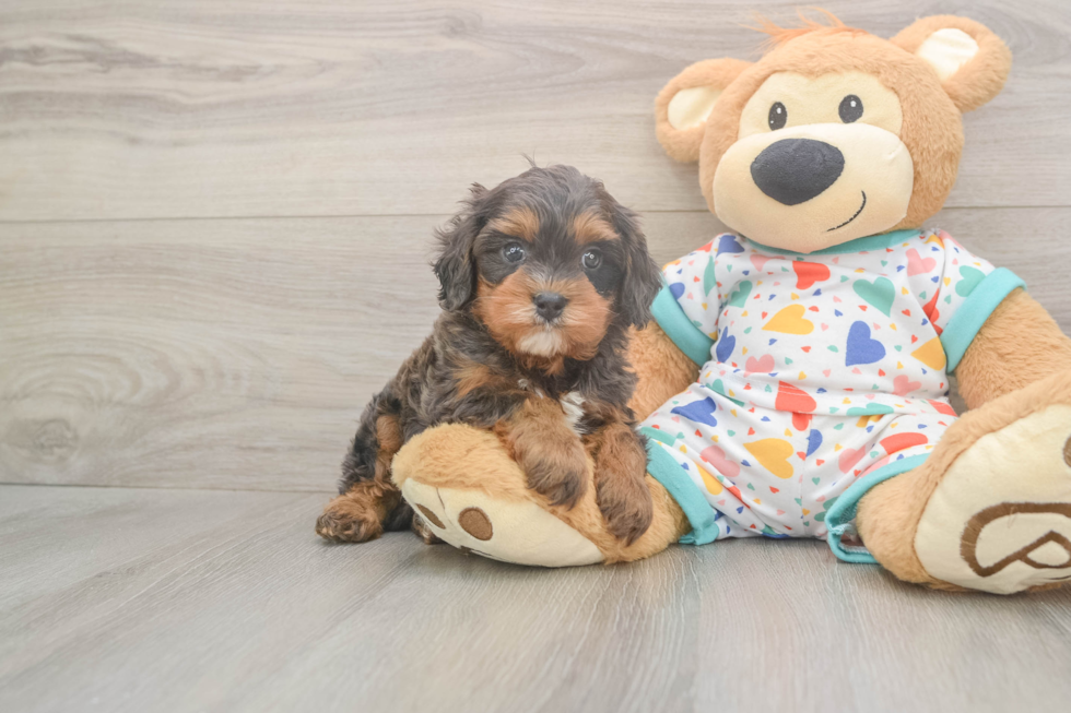 Cavapoo Puppy for Adoption