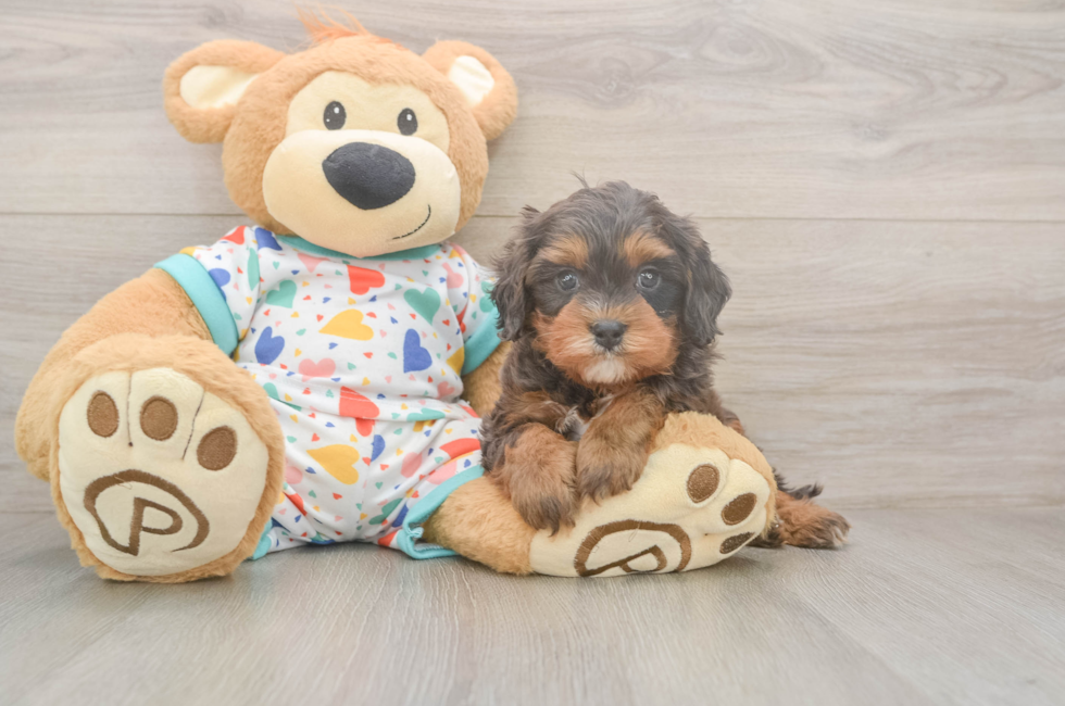 5 week old Cavapoo Puppy For Sale - Florida Fur Babies
