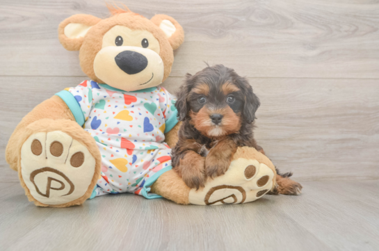 5 week old Cavapoo Puppy For Sale - Florida Fur Babies Happy Cavapoo Baby