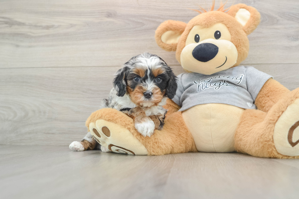 Funny Cavapoo Poodle Mix Pup