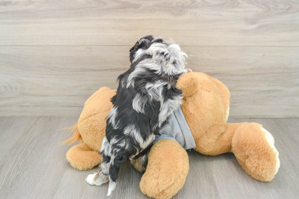 Cavapoo Pup Being Cute