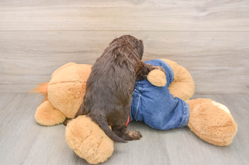 Cavapoo Pup Being Cute