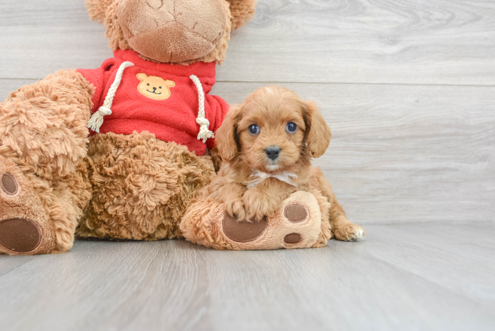 Best Cavapoo Baby