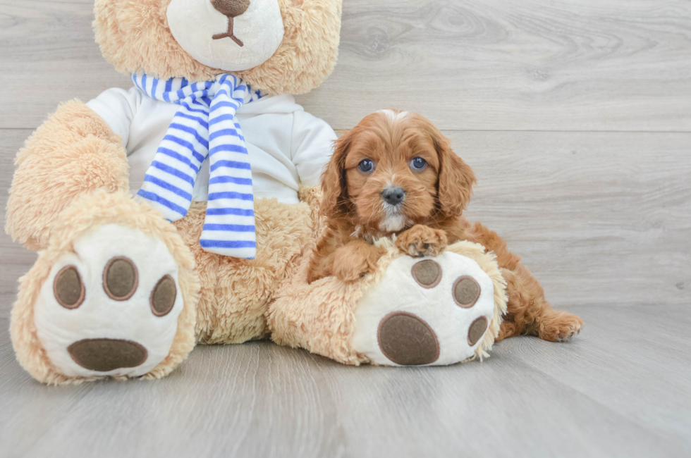 6 week old Cavapoo Puppy For Sale - Florida Fur Babies