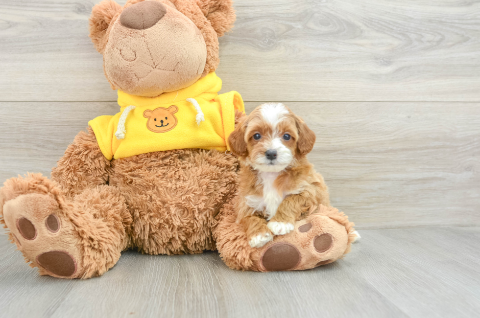 5 week old Cavapoo Puppy For Sale - Florida Fur Babies