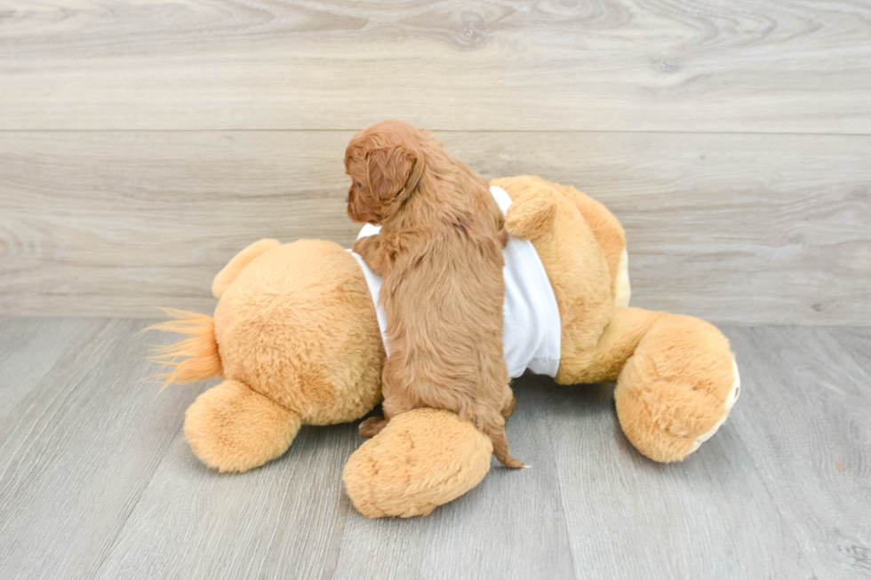 Fluffy Cavapoo Poodle Mix Pup