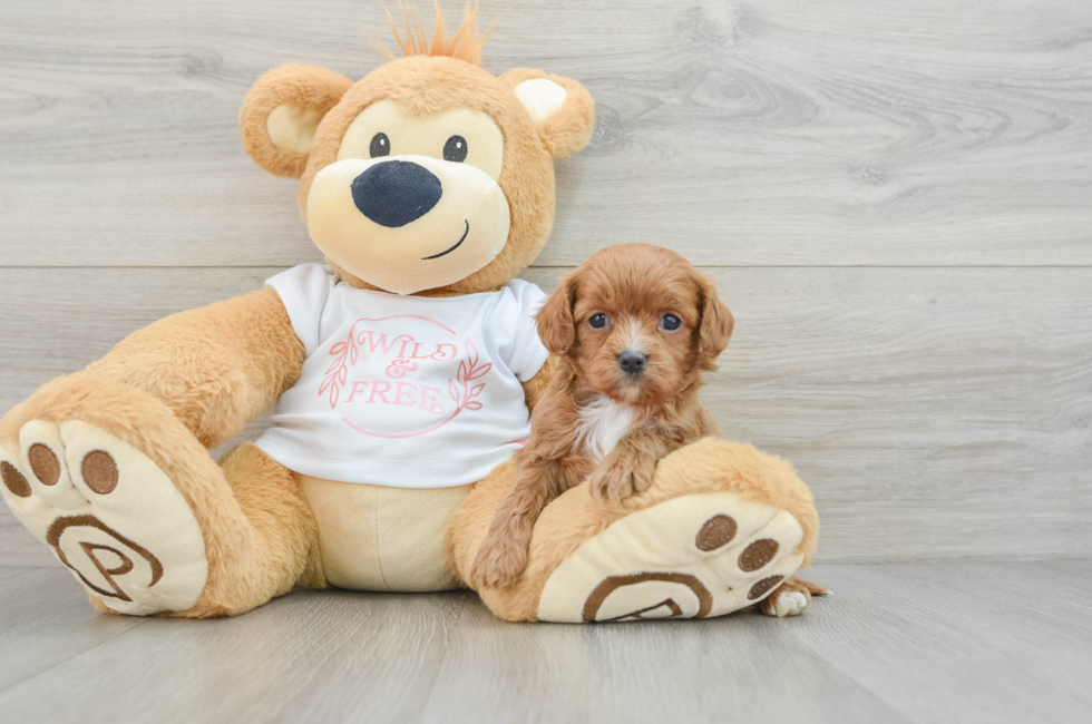 5 week old Cavapoo Puppy For Sale - Florida Fur Babies