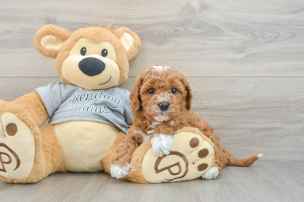 5 week old Cavapoo Puppy For Sale - Florida Fur Babies