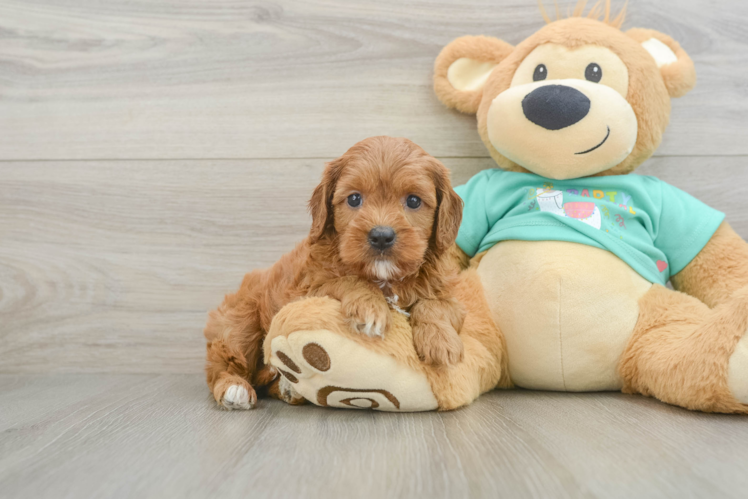 Playful Cavapoodle Poodle Mix Puppy