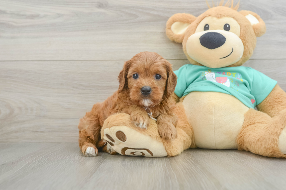 6 week old Cavapoo Puppy For Sale - Florida Fur Babies