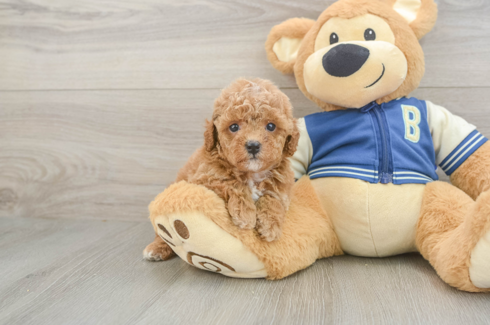 5 week old Cavapoo Puppy For Sale - Florida Fur Babies