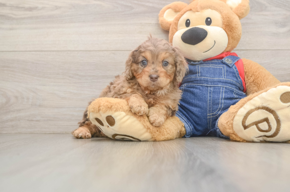 5 week old Cavapoo Puppy For Sale - Florida Fur Babies