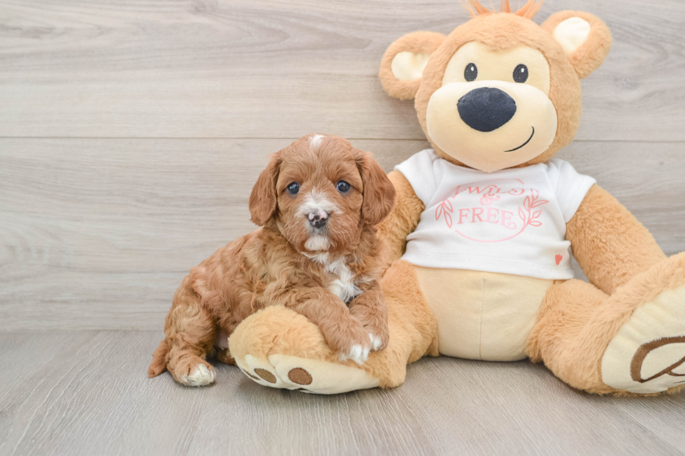 Petite Cavapoo Poodle Mix Pup