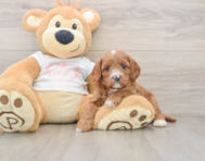 7 week old Cavapoo Puppy For Sale - Florida Fur Babies