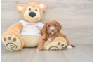 Small Cavapoo Baby