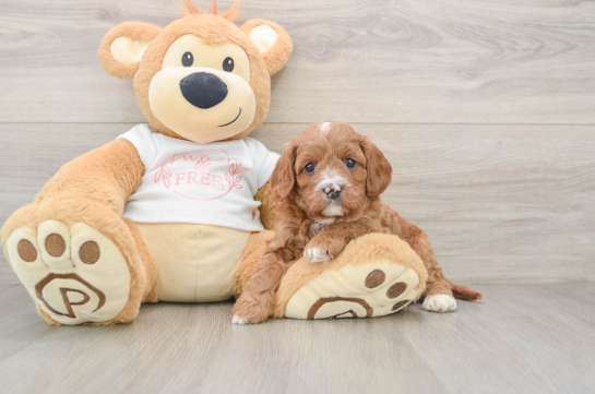 Small Cavapoo Baby
