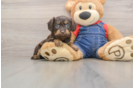 Cute Cavapoo Baby