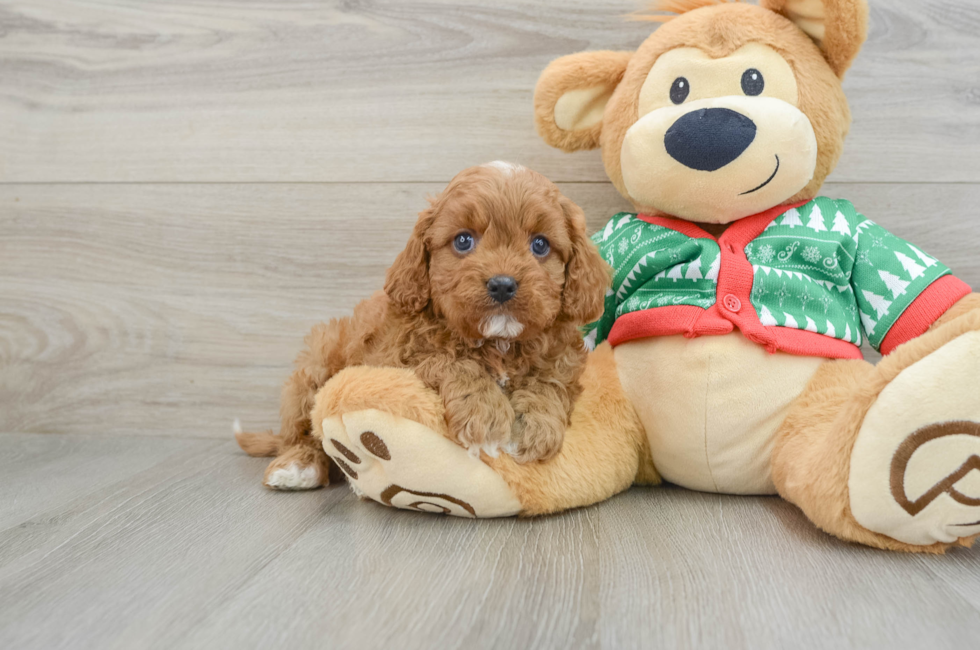 5 week old Cavapoo Puppy For Sale - Florida Fur Babies