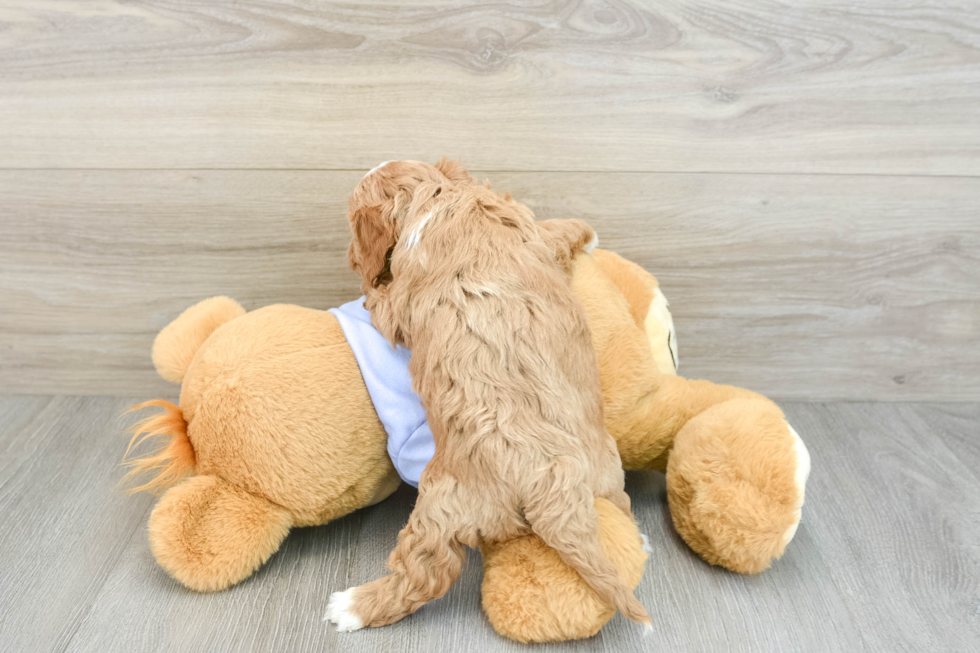 Little Cavipoo Poodle Mix Puppy