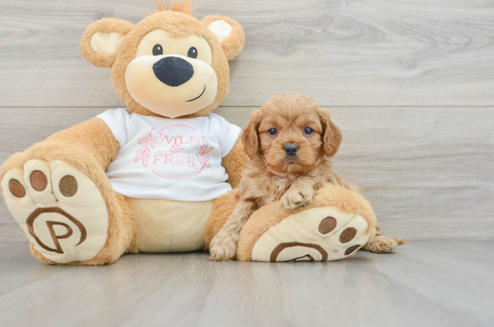 5 week old Cavapoo Puppy For Sale - Florida Fur Babies