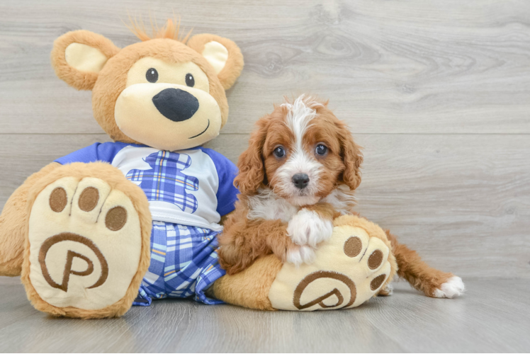 Playful Cavapoodle Poodle Mix Puppy