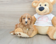 8 week old Cavapoo Puppy For Sale - Florida Fur Babies