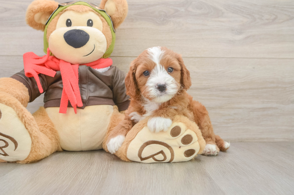 5 week old Cavapoo Puppy For Sale - Florida Fur Babies