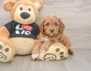 8 week old Cavapoo Puppy For Sale - Florida Fur Babies