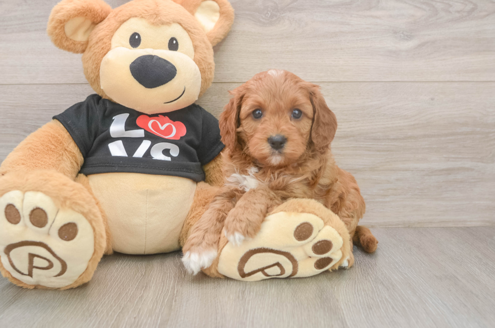 5 week old Cavapoo Puppy For Sale - Florida Fur Babies