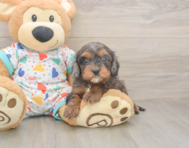 8 week old Cavapoo Puppy For Sale - Florida Fur Babies