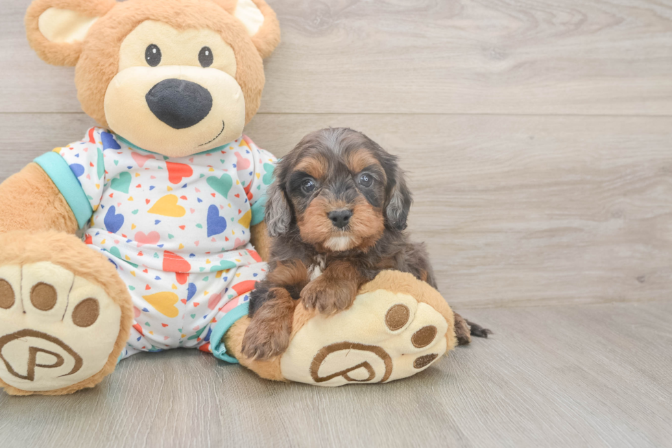 Cavapoo Pup Being Cute