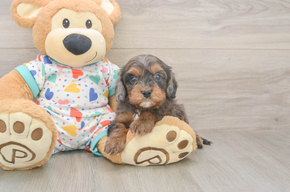 5 week old Cavapoo Puppy For Sale - Florida Fur Babies