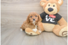 Playful Cavapoodle Poodle Mix Puppy