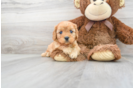 Meet Heath - our Cavapoo Puppy Photo 1/3 - Florida Fur Babies