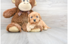 Meet Heath - our Cavapoo Puppy Photo 2/3 - Florida Fur Babies