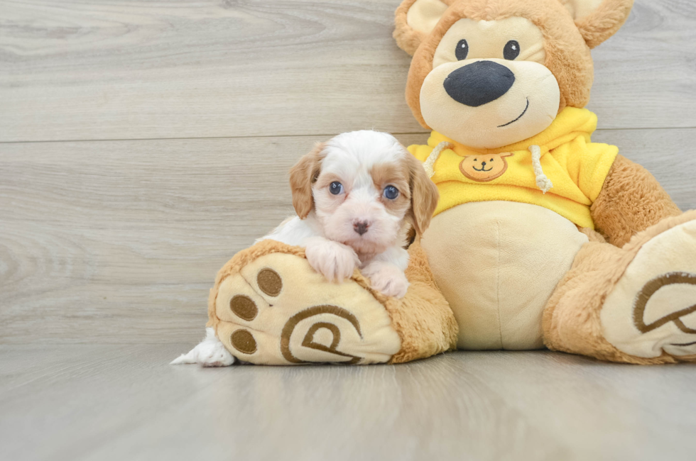 8 week old Cavapoo Puppy For Sale - Florida Fur Babies