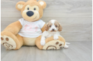 Friendly Cavapoo Baby