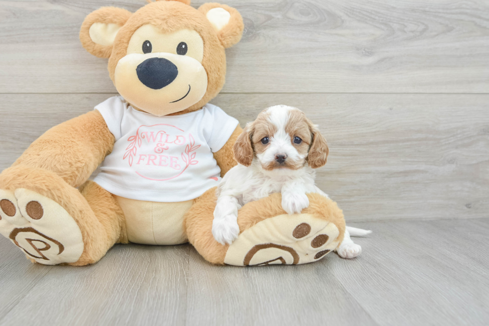 Friendly Cavapoo Baby