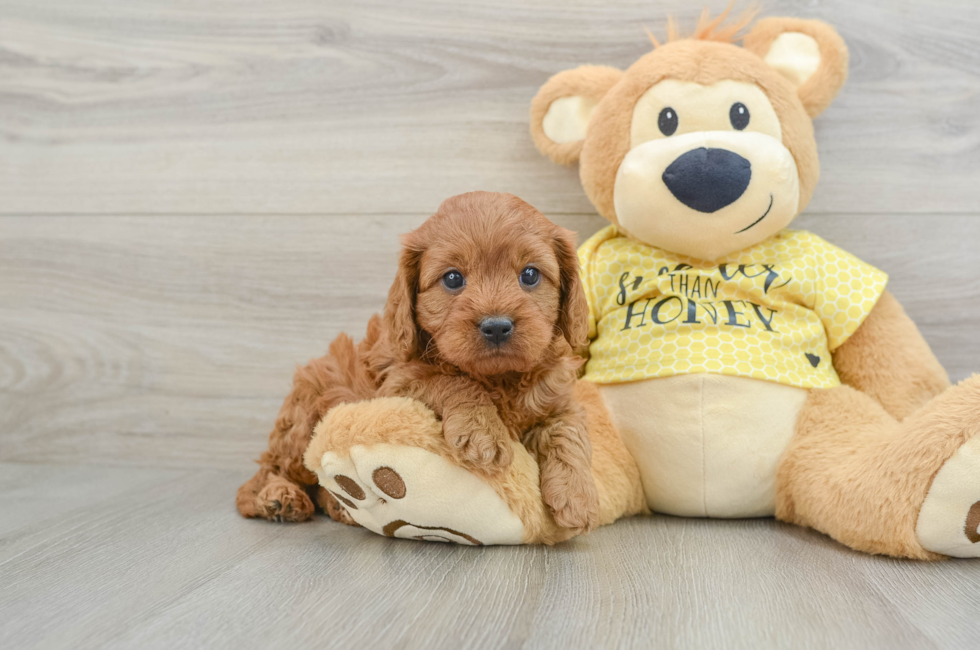 7 week old Cavapoo Puppy For Sale - Florida Fur Babies