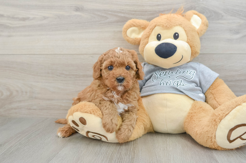 Meet Heather - our Cavapoo Puppy Photo 1/3 - Florida Fur Babies