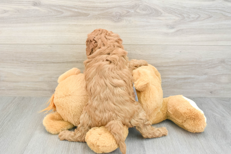 Meet Heather - our Cavapoo Puppy Photo 2/3 - Florida Fur Babies