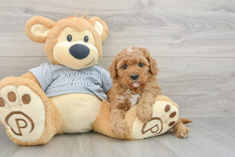 Meet Heather - our Cavapoo Puppy Photo 3/3 - Florida Fur Babies