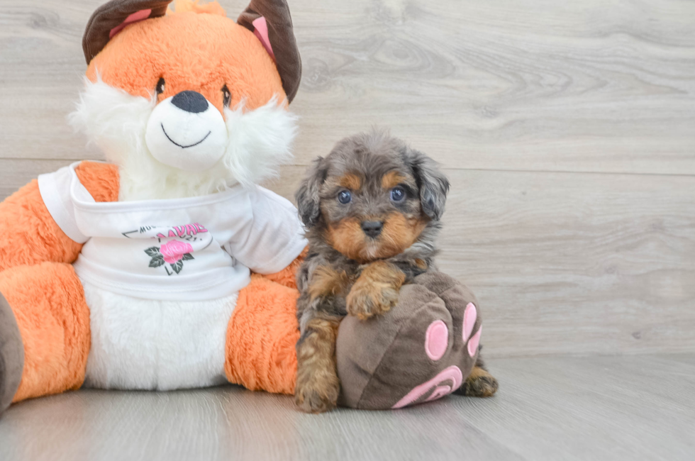 6 week old Cavapoo Puppy For Sale - Florida Fur Babies