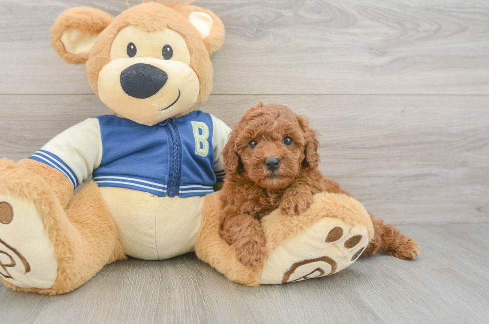 5 week old Cavapoo Puppy For Sale - Florida Fur Babies