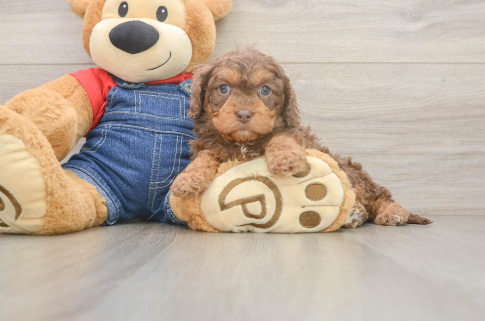 5 week old Cavapoo Puppy For Sale - Florida Fur Babies