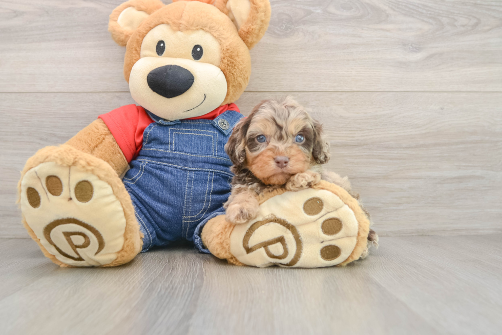 Petite Cavapoo Poodle Mix Pup