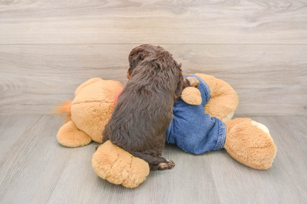 Happy Cavapoo Baby
